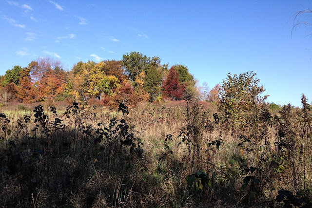 autumn, autumn leaves, nature, Anne Butera, My Giant Strawberry