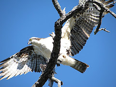 Nature's Beauty and Brutality