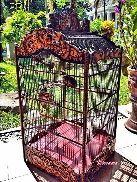 Kicau Mania Kissawa Contoh Sangkar Burung Cucak Rowo Dan Ukurannya