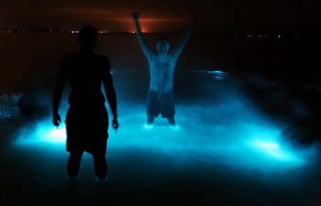 bioluminescent algae