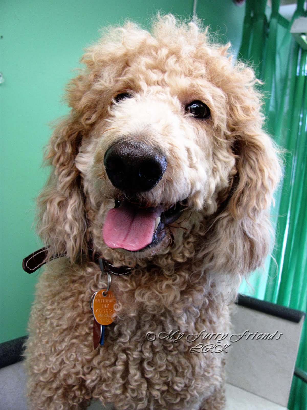 Pet Grooming The Good, The Bad, & The Furry Grooming By The Book Or...