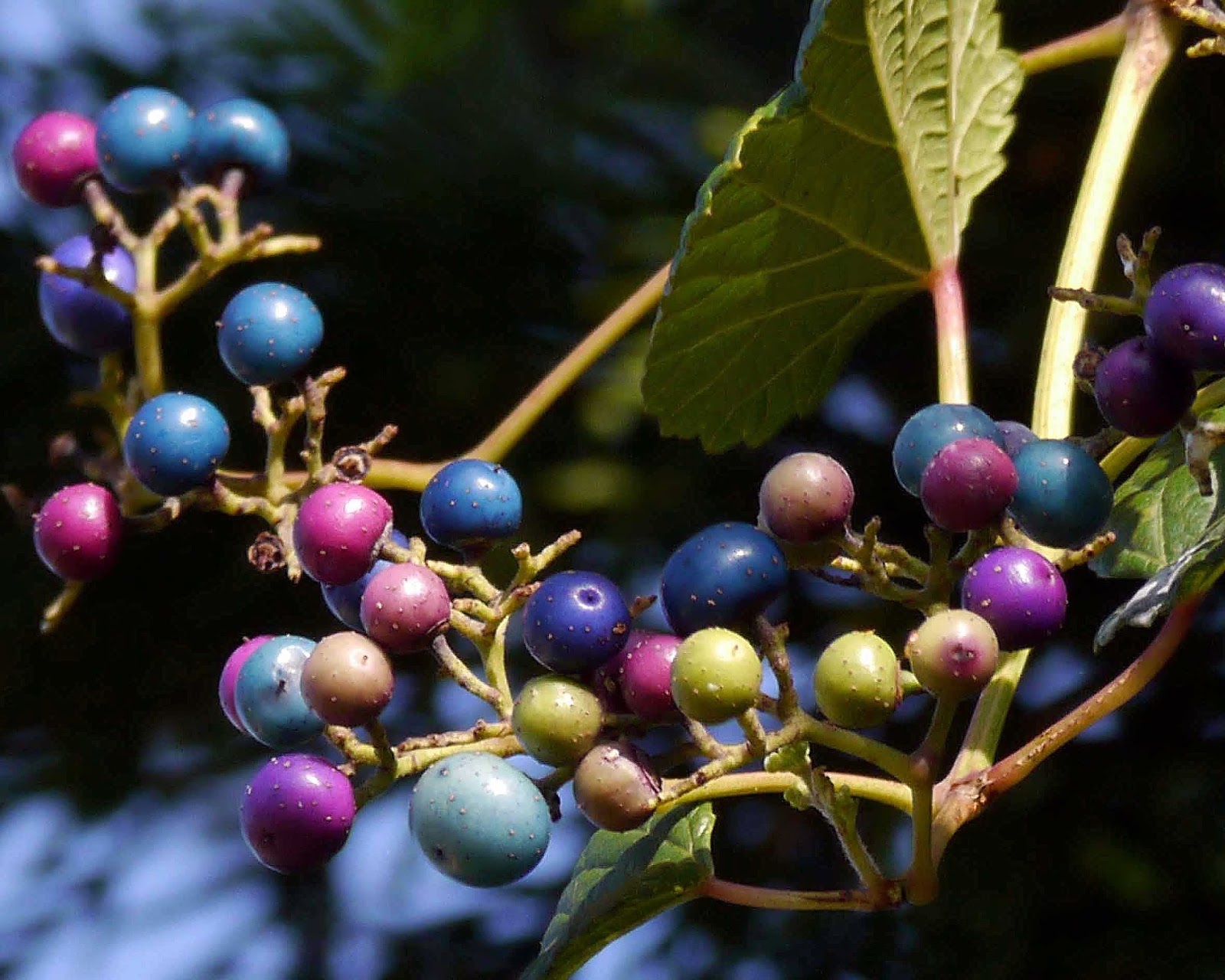Exploring Nature in NC Berry Berry Invasive