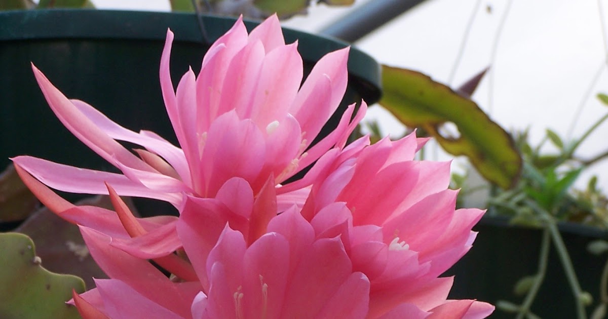 Oregon Cactus Blog Another Epicactus 'Padre' picture