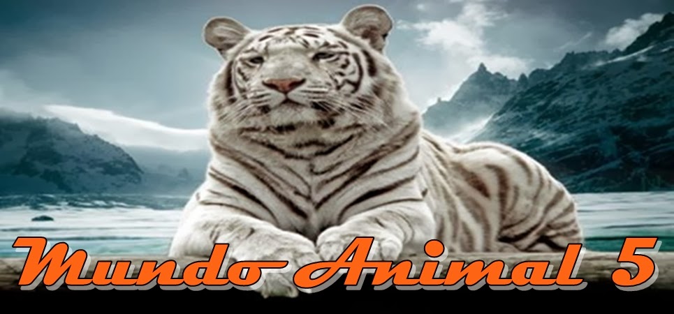 Mundo Animal 5