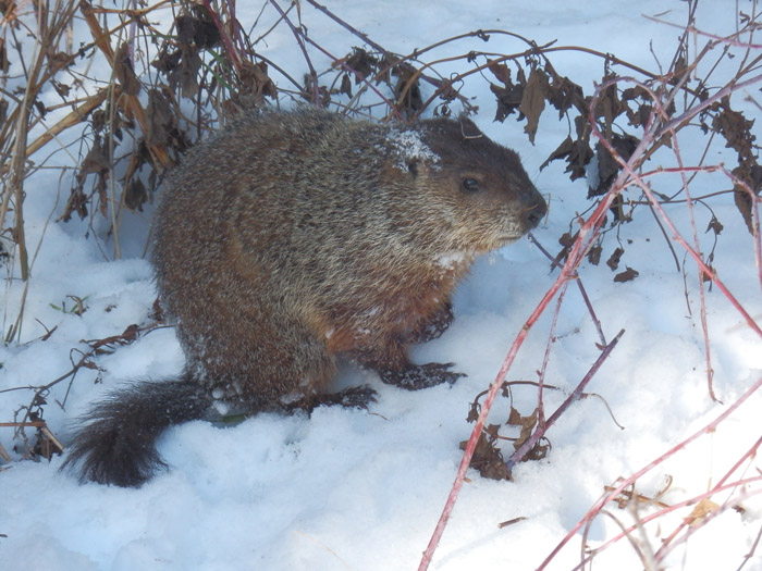 Melissa's Musings and Doodlings Winter Woodchuck! Will Work for Warmth