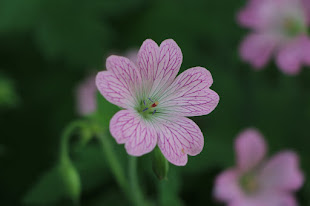 Geranium