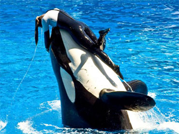 Podgemonster Popcorn Movies Blackfish