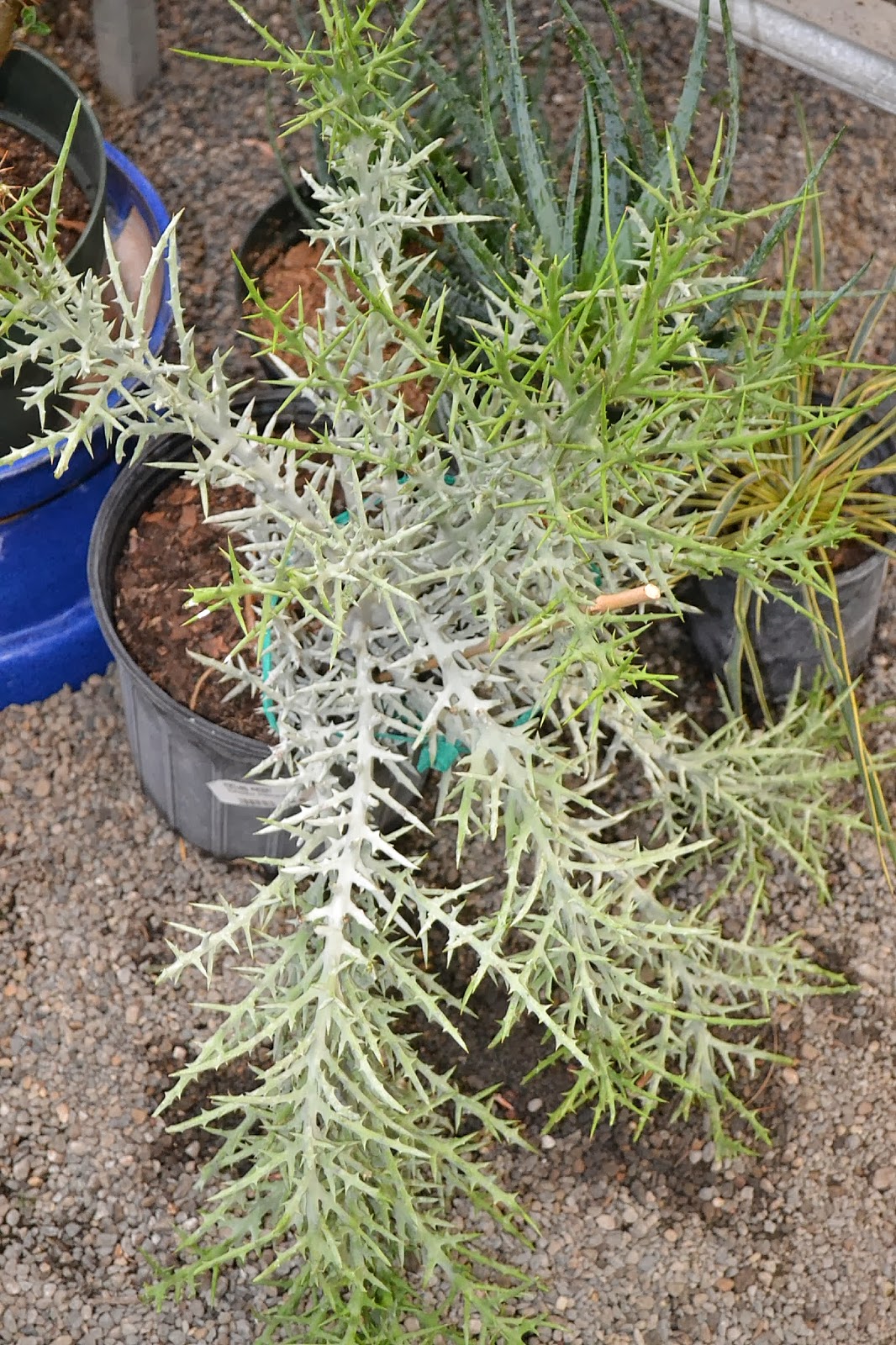 Wanderin Weeta With Waterfowl And Weeds Spiky