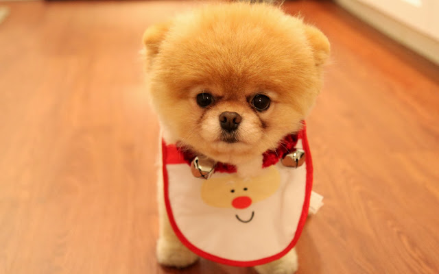 Wallpaper Cute Dog Christmas