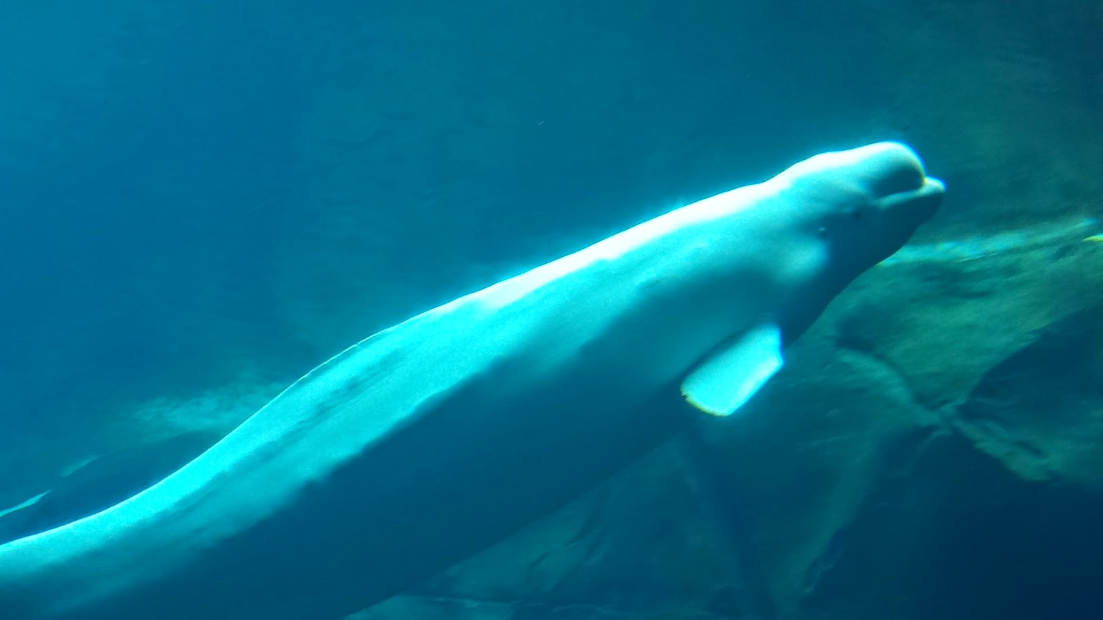  Meet Bobby beluga whale web cam at the Georgia Aquarium