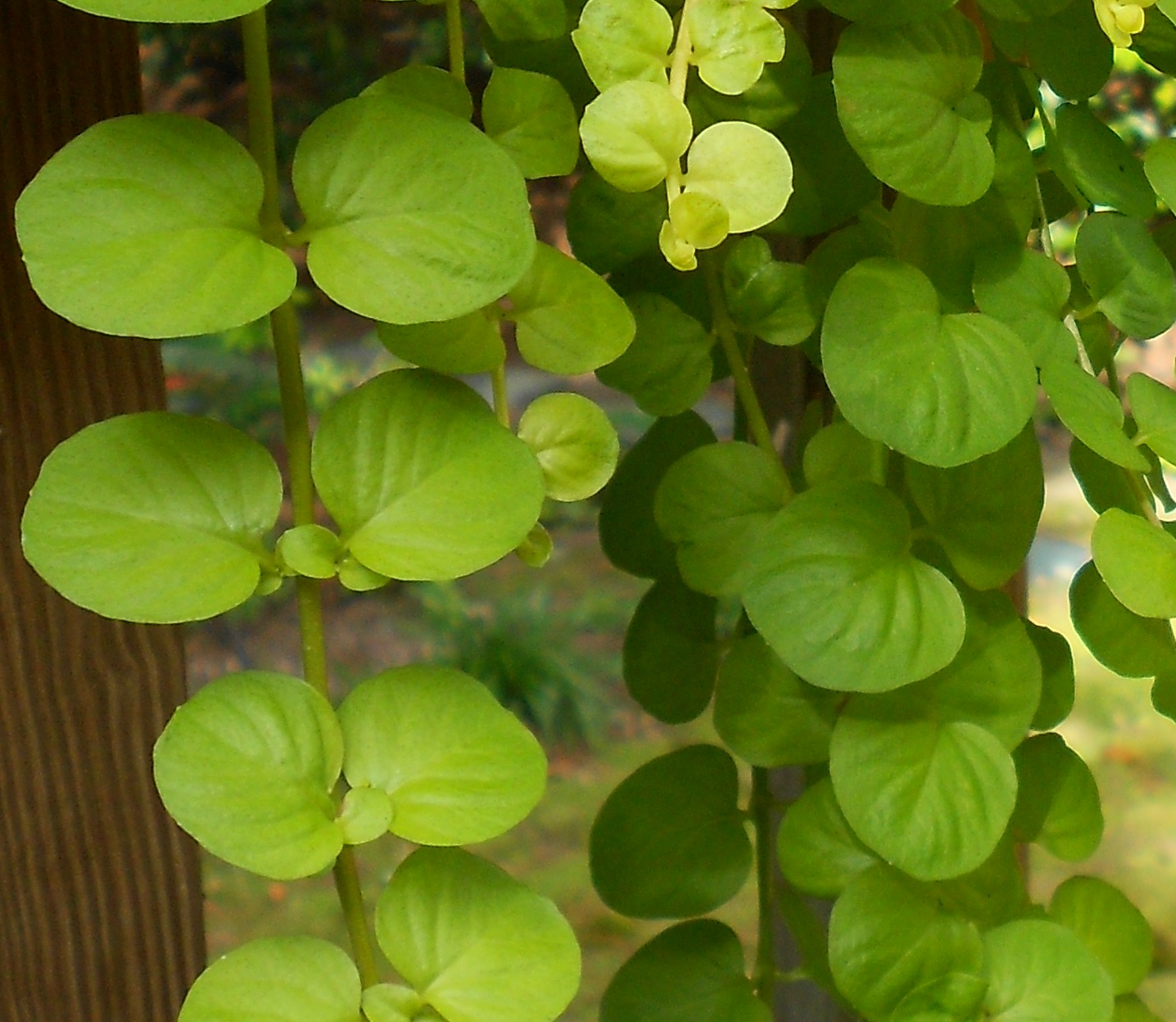 Still WatersNotes from a Virginia Shire Creeping Jenny and Teddy Too