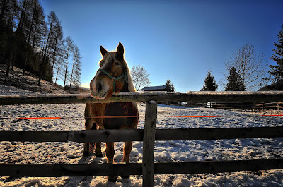 Caballo Poni - Pony Horse - Poney cheval