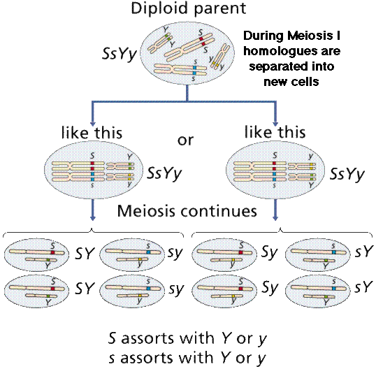 Genetics Den: Genetics Den: Dihybrid Crosses