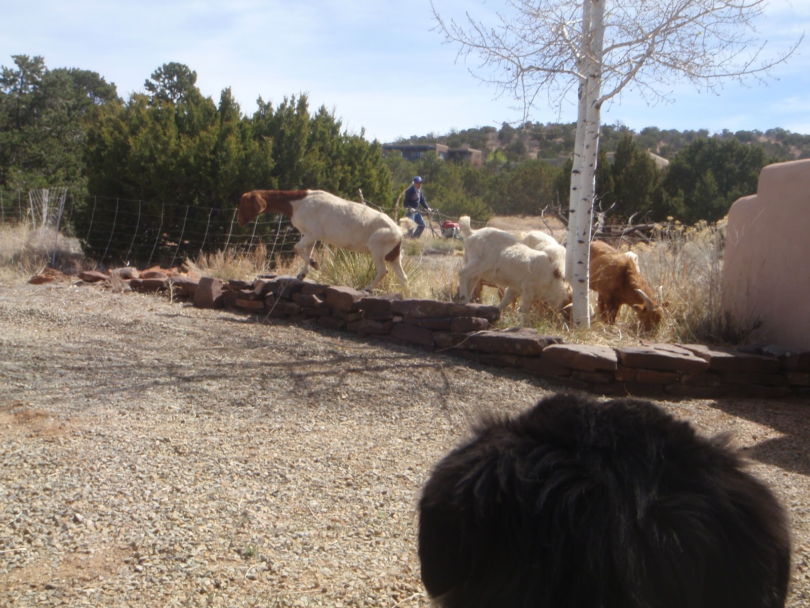 Horned Locust Goatscaping Bring in the Goats!