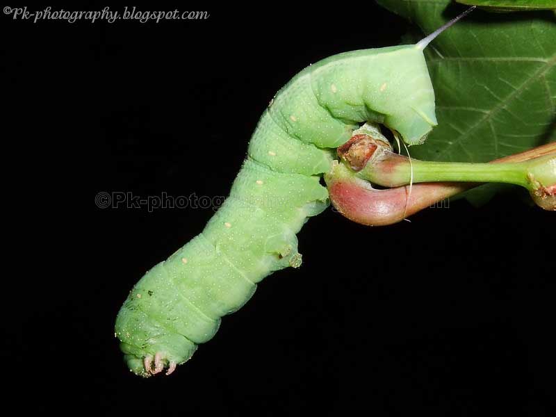 download large green horned caterpillar download large green horned caterpillar
