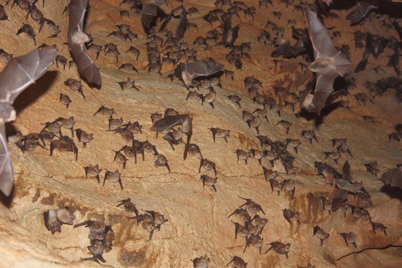 Endangered Animals in Transylvania