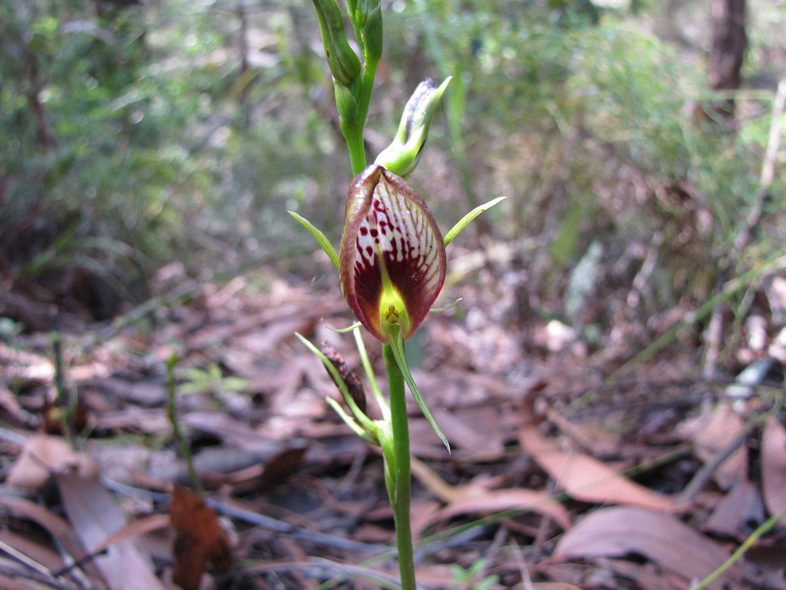 Sydney's Wildflowers and Native Plants Cryptostylis erecta Hooded