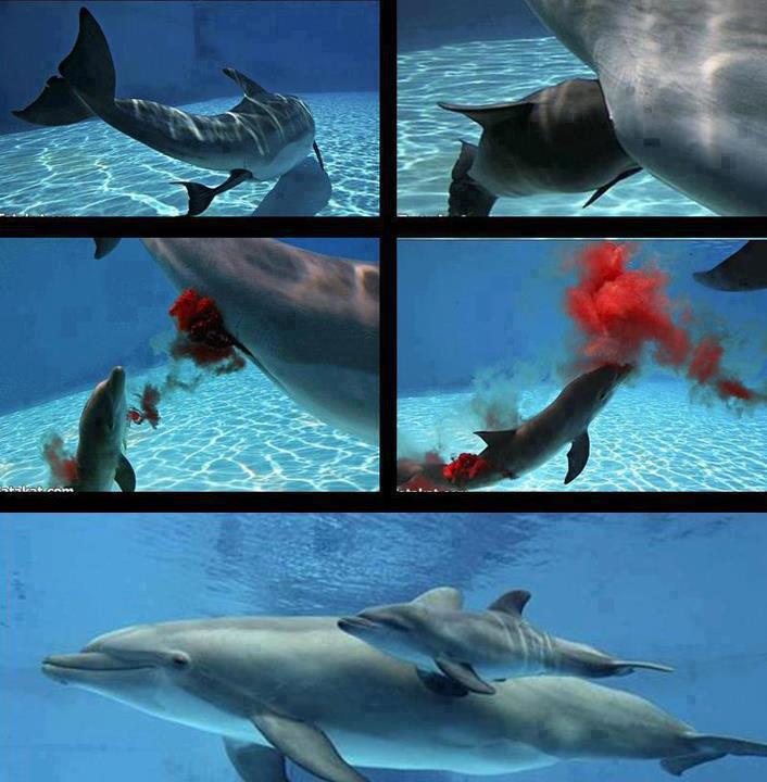 Artistic Land : Birth of Baby Dolphin Artistic Land : Birth of Baby Dolphin