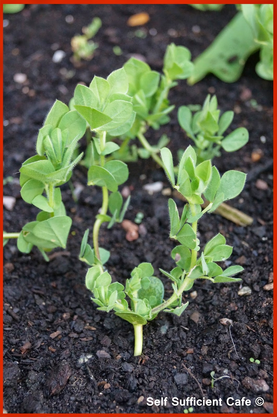 Self Sufficient Cafe Asparagus Pea & New Potato Pakoras