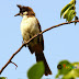 Red Whiskered Bulbul (Juvenile)