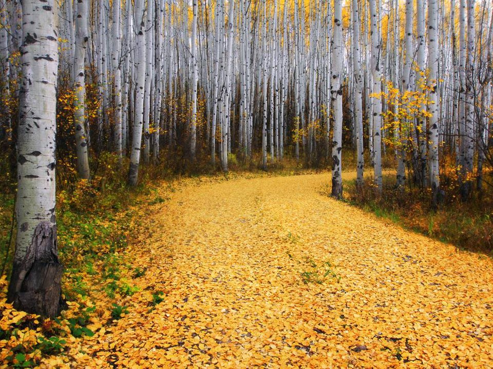 Factsram.blogspot Aspen Forest, Colorado A leafcovered road entering