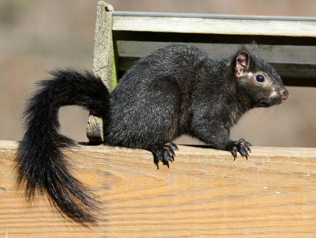 Ohio Birds and Biodiversity Gray Squirrels also come in black