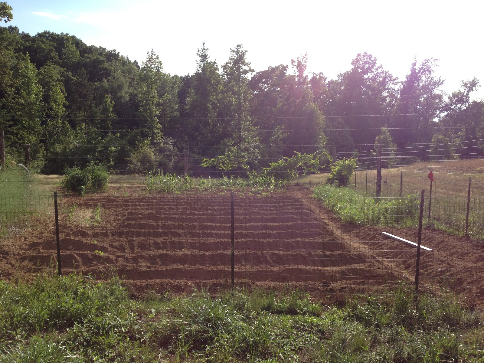 Growing Peanuts At Home Carolina Food Storage