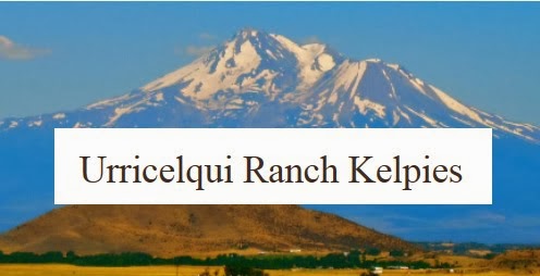 Urricelqui Ranch Kelpies