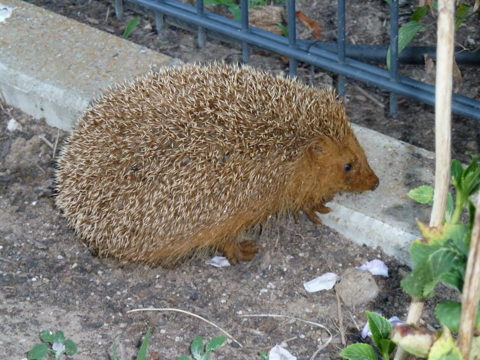 Egelsbacher Häuslebauer Ein Igel im Teich