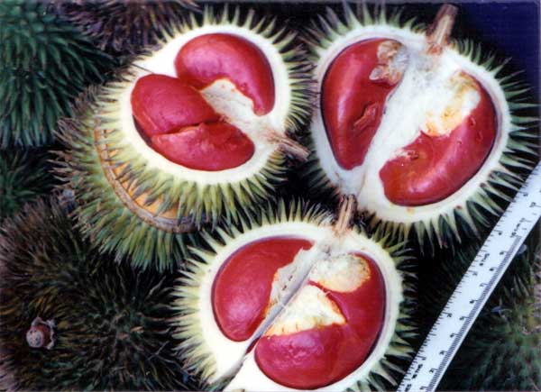 durian+merah.jpg