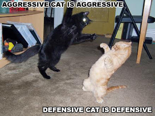 Funny Cats Fighting