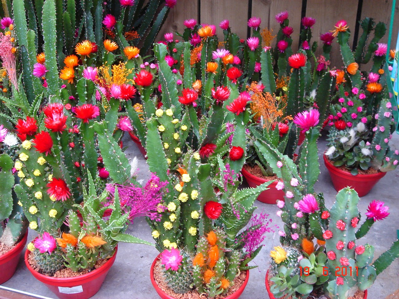hình nền hoa xương rồng cực chất hình nền hoa xương rồng cực chất