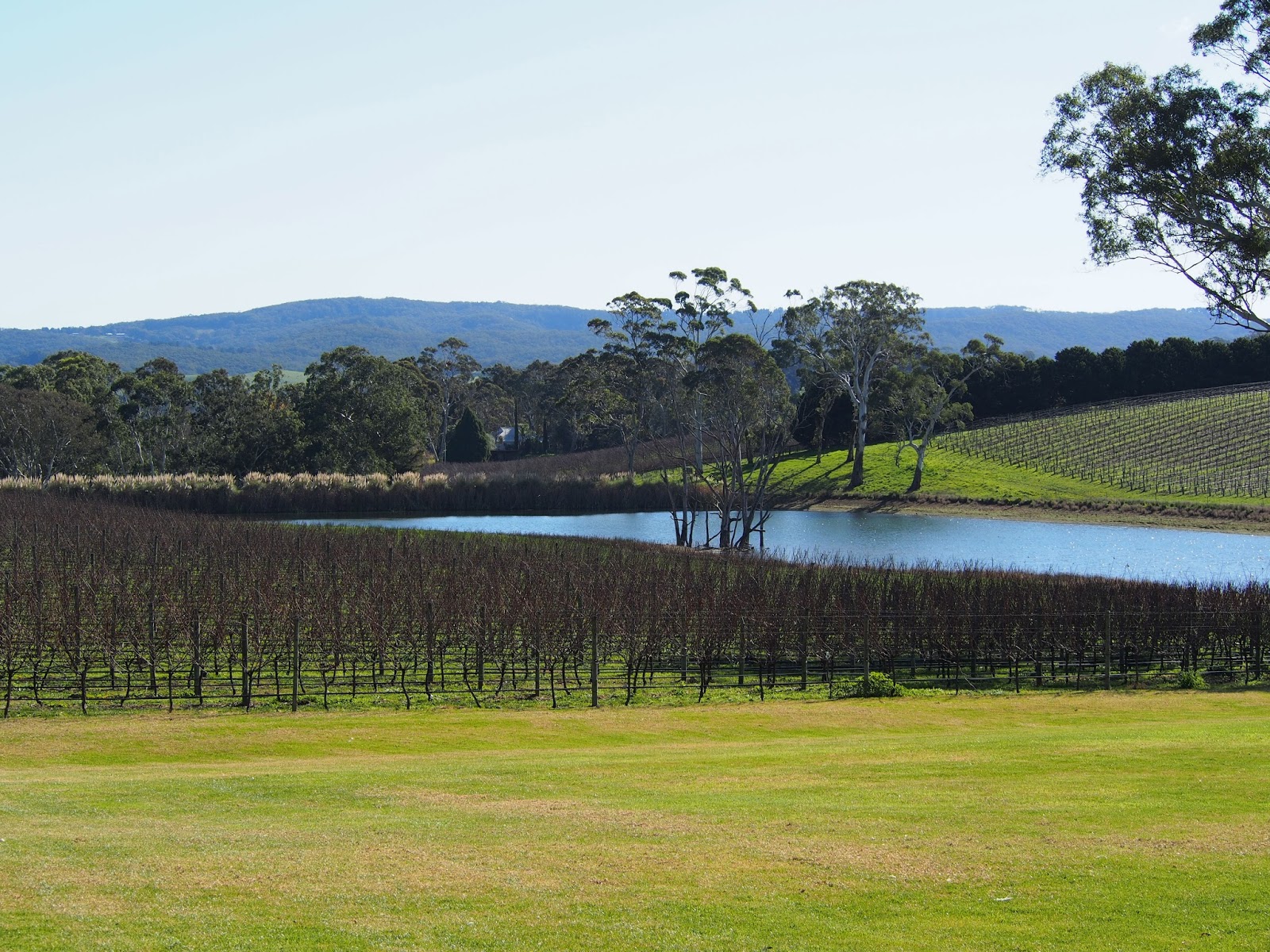 My Adelaide Home Shaw and Smith Winery in the Adelaide hills 