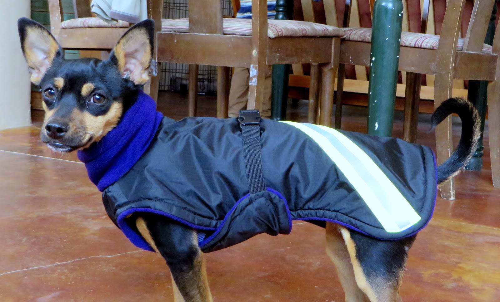 Coats Made by De, Catching Up With the Latest News Dog Coats 5