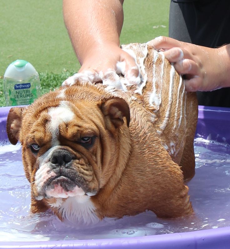 How to Groom English Bulldog? Annie Many