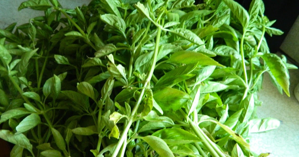 Adventures in My Kitchen: Basil Pesto