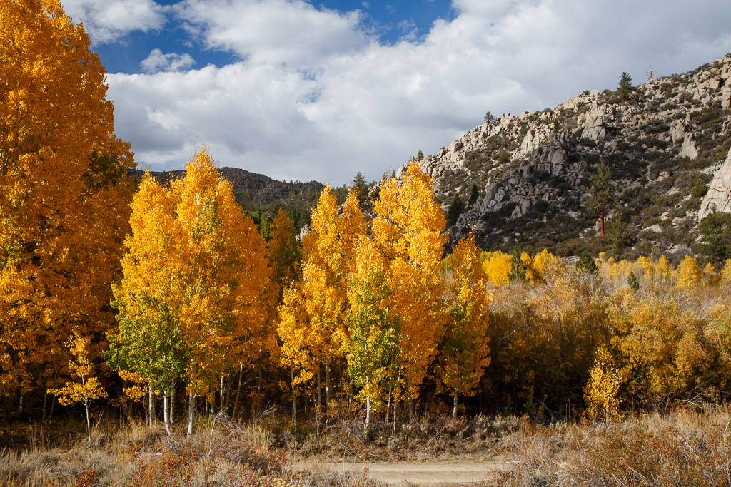Jeff Sullivan Photography: Fall Colors Report for Eastern Sierra Mono ...