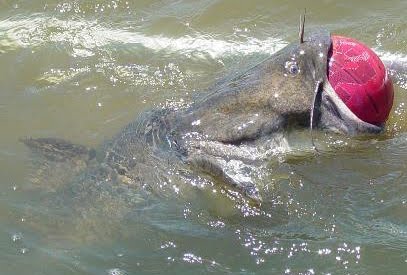 film anaconda indowebster