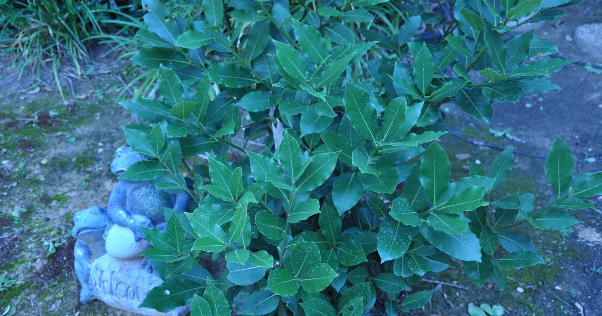RedheadWhite&Food Roman Chicken with Bay Leaves!