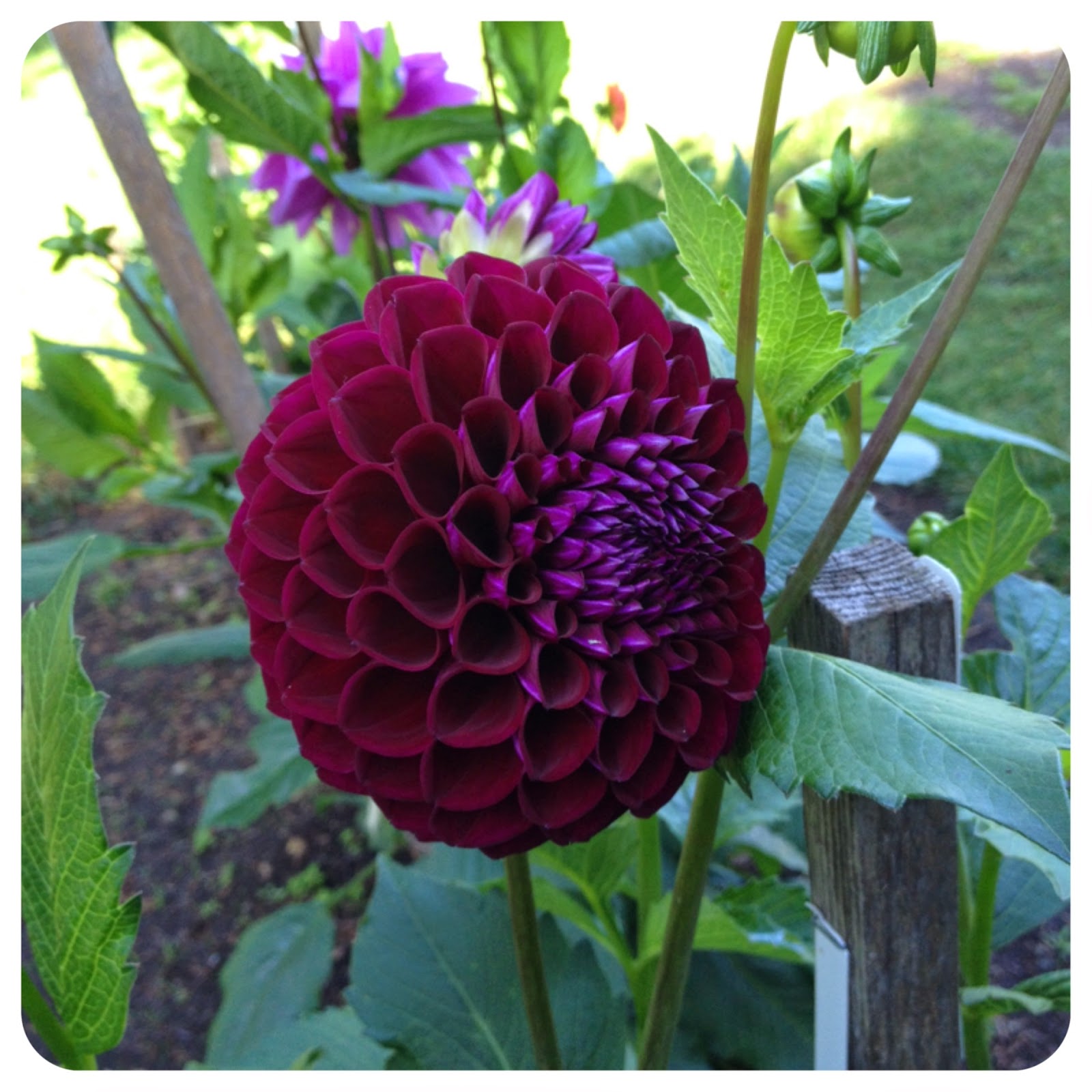 GIRLS PEARLS POWDER: PNW Week: Flowers Flowers Flowers