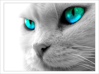 Beautiful Cats Pictures