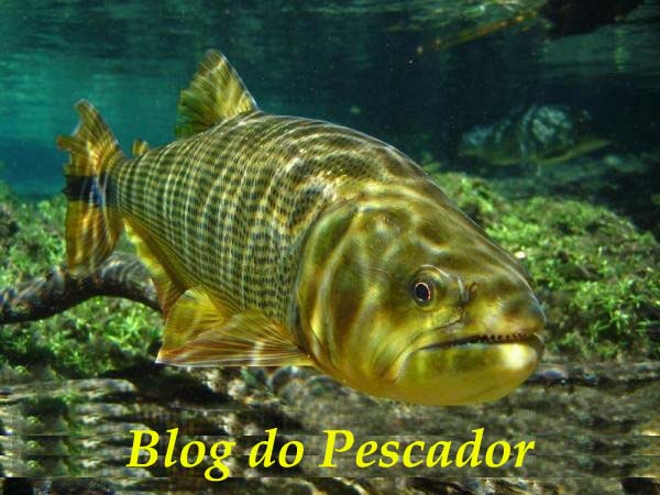 Blog do Pescador
