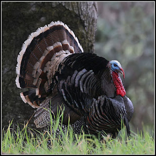 [Image: Wild+Turkey.jpg]