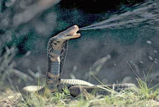 AVEEK Blogs Mozambique spitting Cobra AVEEK Blogs Mozambique spitting Cobra