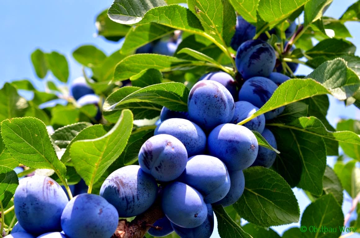 Zwetschgen Zwetschgen