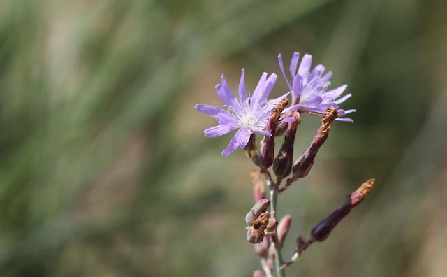 Blue Lettuce Flowers Pictures