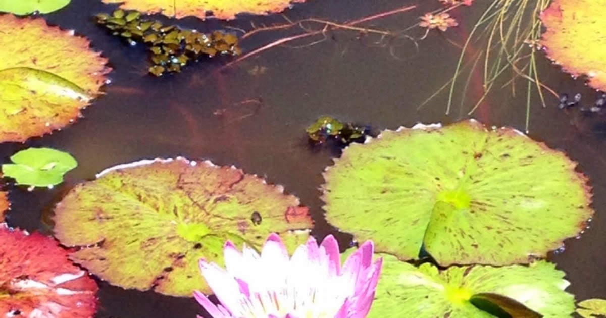 Maui Jungalow The Maui Water Lily Farm