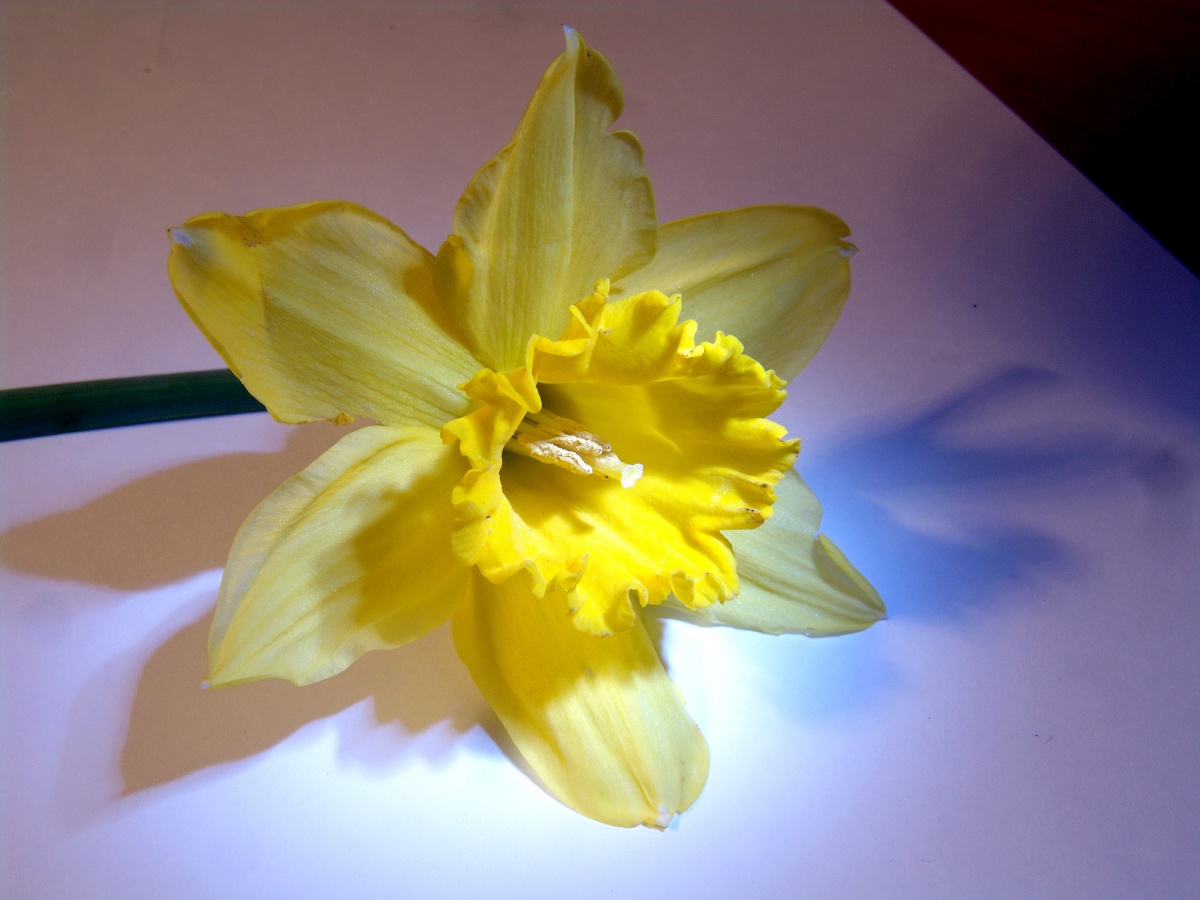 Imágenes de flores y plantas: Narciso