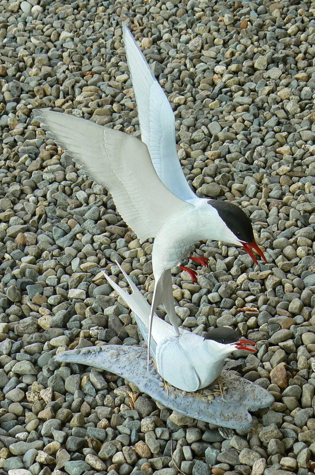 Arctic Summer - Terns