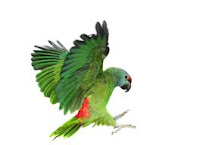Chistes de animales - Concurso de aves. Chistes de animales,